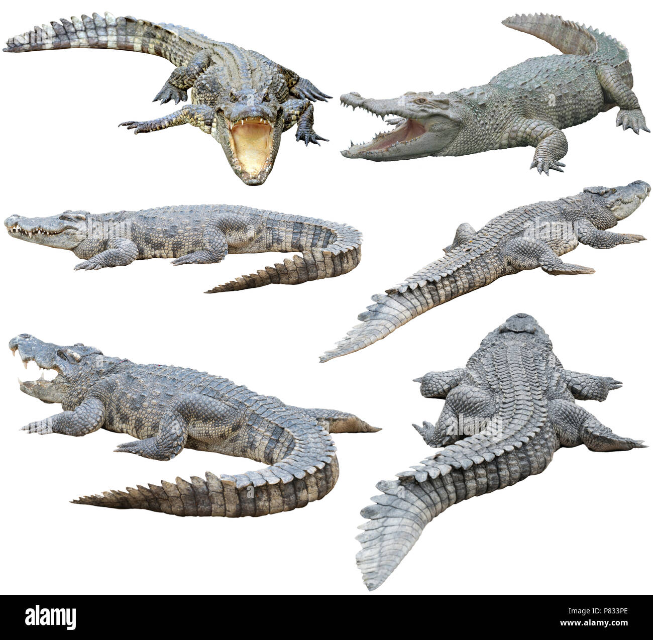 Gruppe der Siamesische Krokodil auf weißem Hintergrund Stockfoto