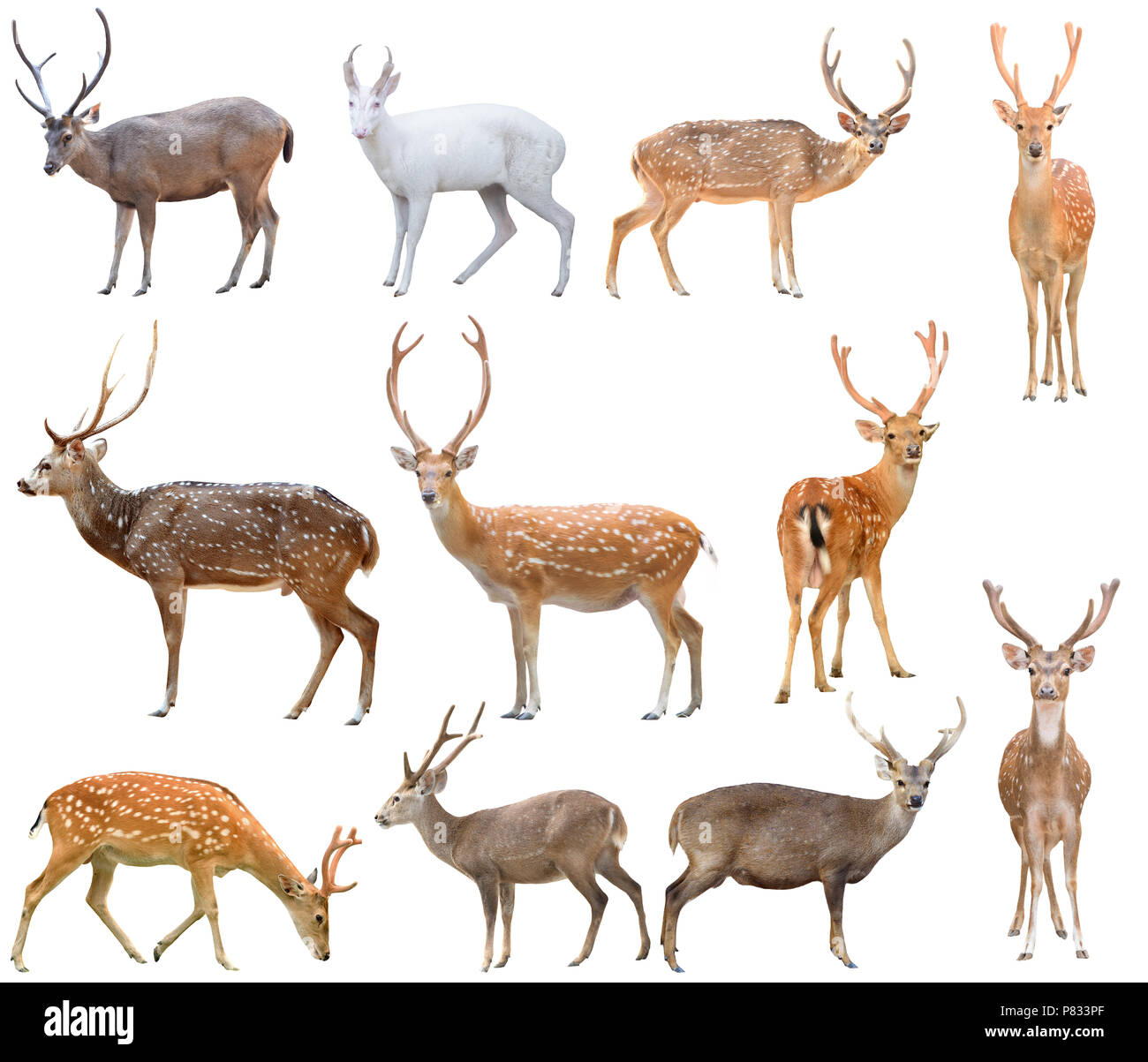 Hirsche haben geweih auf weißem Hintergrund Stockfoto