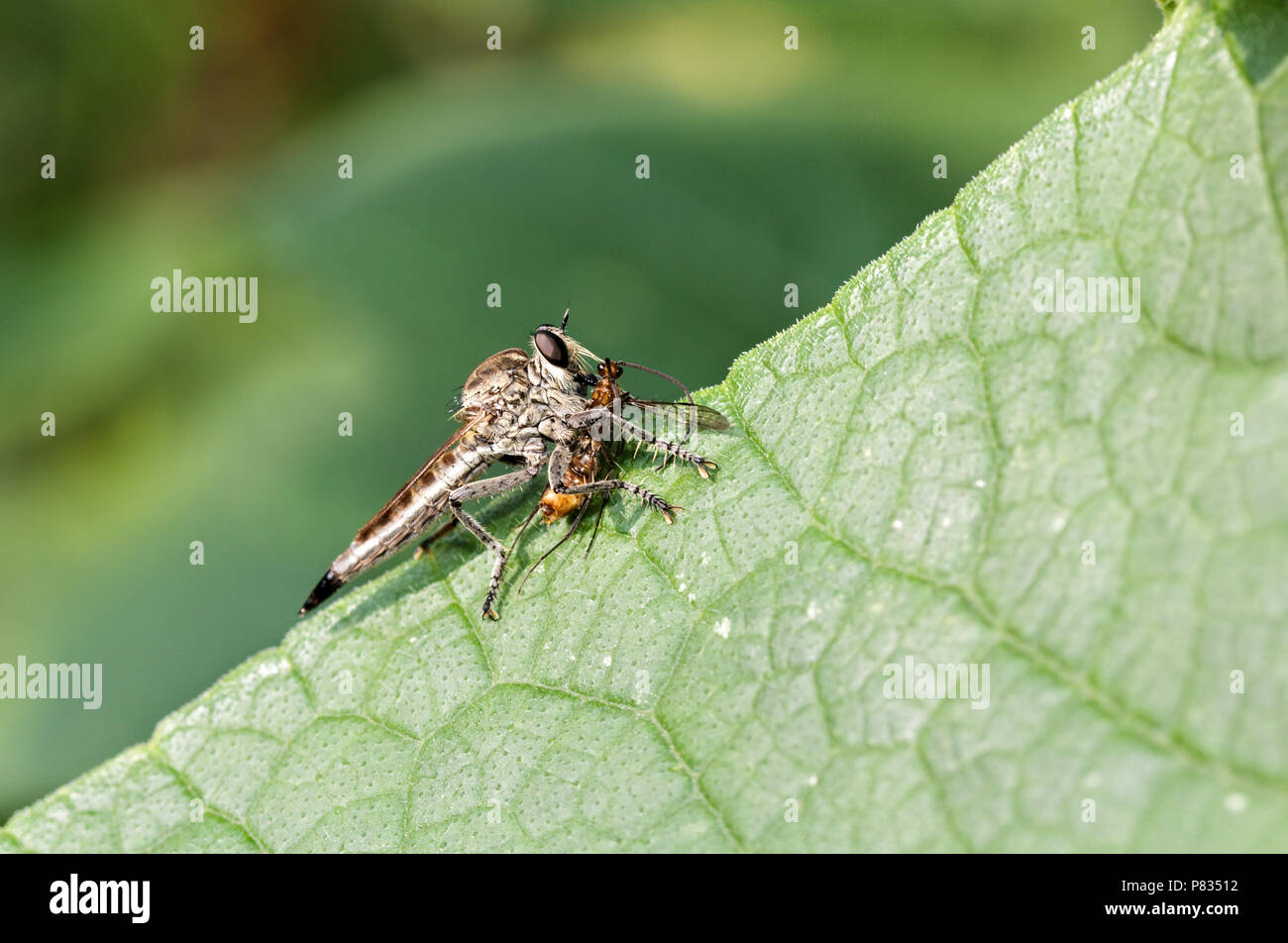 Nahaufnahme der Räuber fliegen oder cannibal fliegen auch genannt Assassin fliegen, Dysmachus trigonus, Essen seine Beute sitzt auf einem grünen Blatt Stockfoto