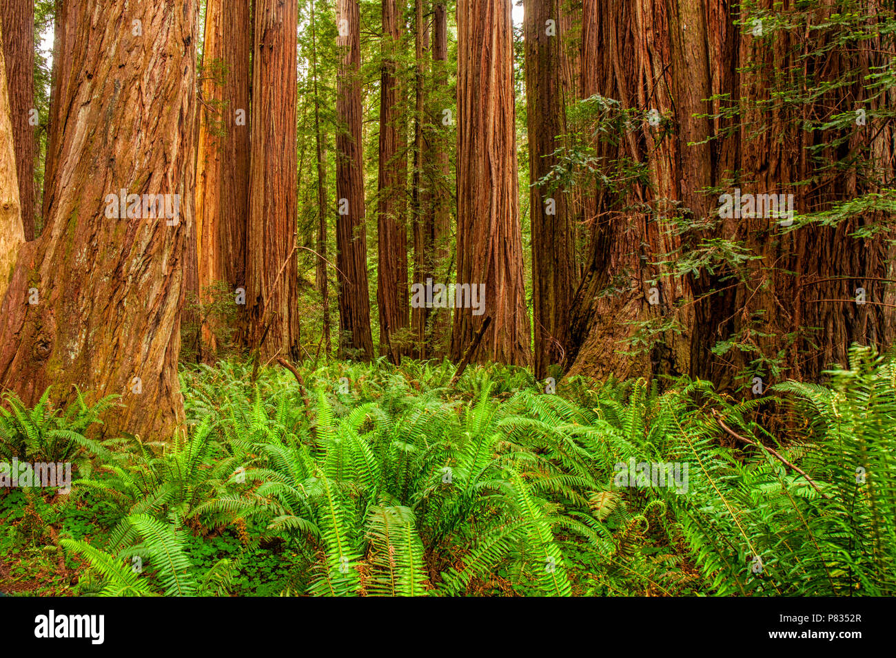 Die Kalifornischen Redwoods National- und Staatsparks Stockfoto