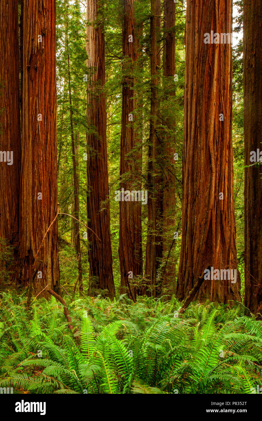 Die Kalifornischen Redwoods National- und Staatsparks Stockfoto