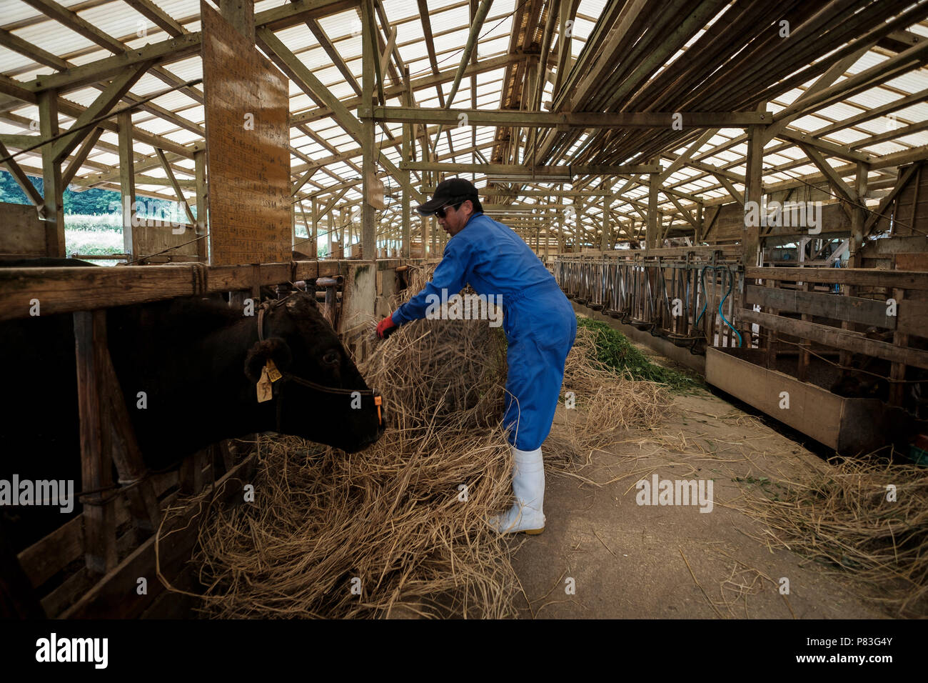 Herr Tanaka's Sohn übernimmt Fortsetzung der Familie wagyu (japanische berühmten Rindfleisch) Business, für ihn aber Er ist Buddhist und nicht die Fortsetzung der Verborgenen christlichen Kultur. Ikitsuki Insel in Nagasaki ist der bekannteste Ort, wo Versteckte Christian (kakure Kirishitian in Japanisch) Repression durch die Shoguns Tokugawa entgangen. 2018 Unesco 12 Standorte von versteckten Christen in die Liste des Erbes der Welt, weil sie "einzigartiges Zeugnis einer kulturellen Tradition durch versteckte Christen in der Region, die heimlich ihren Glauben während der Zeit der Prohibition vom 17 t übertragen ernährt tragen Stockfoto
