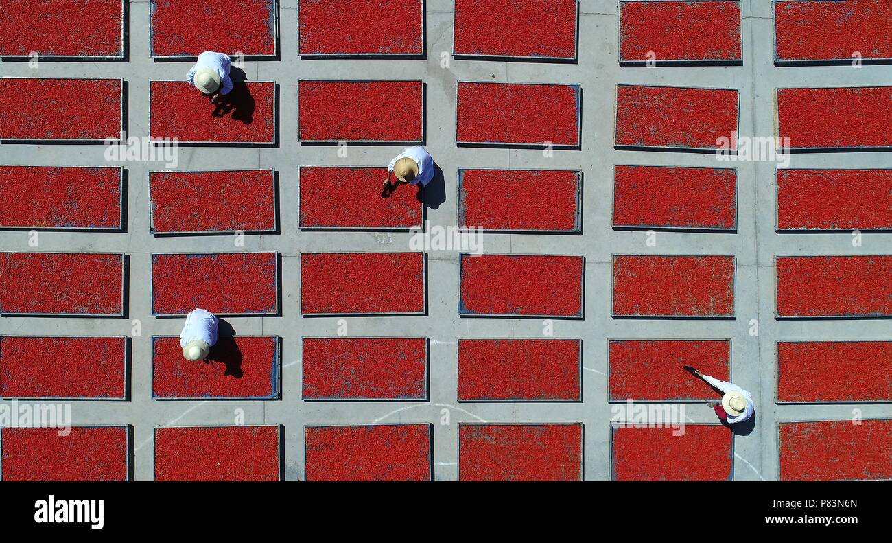 Zhangye Stadt, Provinz Gansu, China, 9. Juli 2018. 10 000 Me der Goji Beeren die Erntesaison ein. Credit: Costfoto/Alamy leben Nachrichten Stockfoto