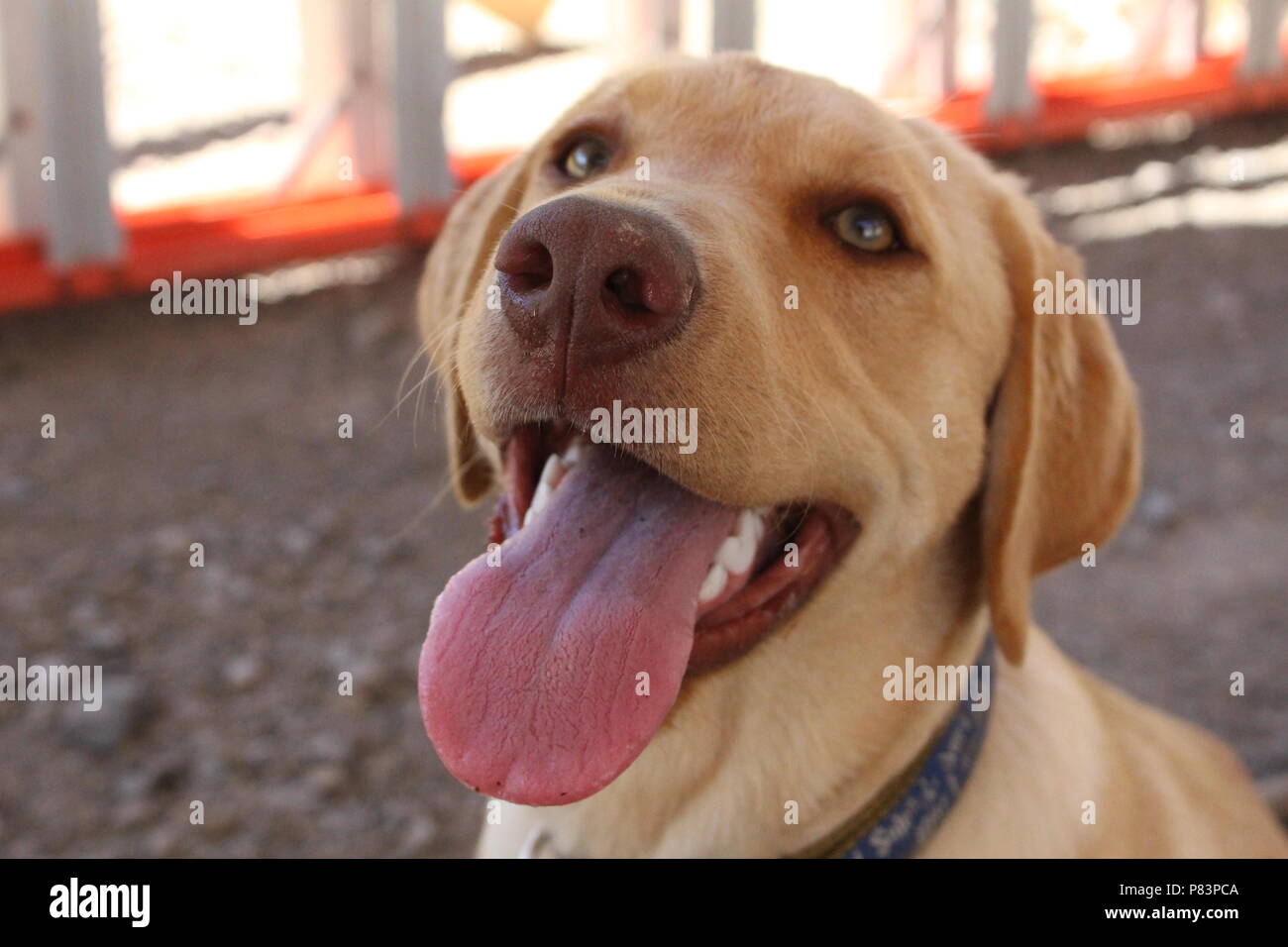 Cute Puppy lächelnd mit grünen Augen Stockfoto