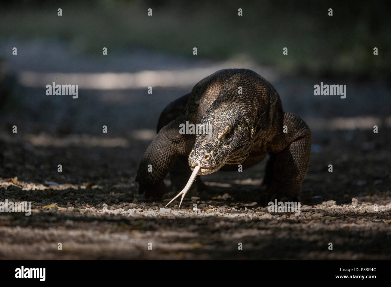 Komodo Dragon, Nahaufnahme mit gespaltener Zunge, Komodo National Park Stockfoto