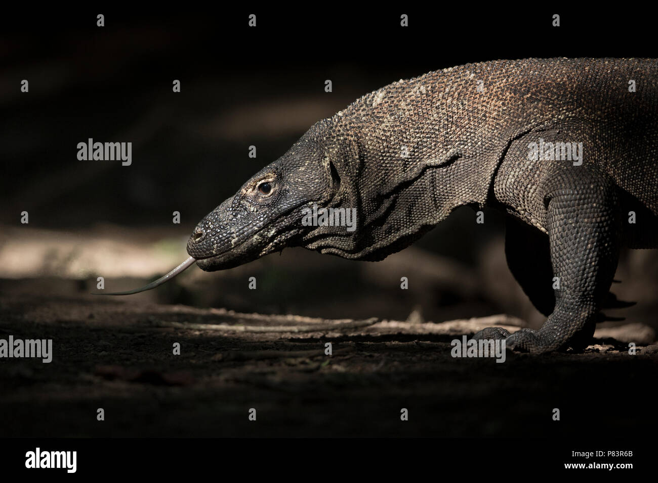 Komodo Dragon, Nahaufnahme mit gespaltener Zunge, Komodo National Park Stockfoto