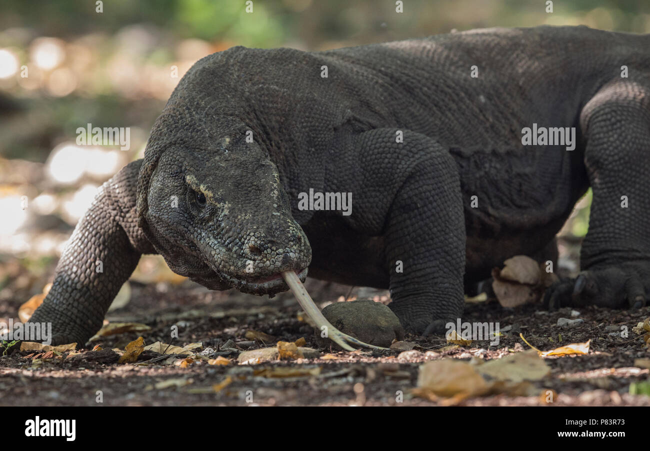 Komodo Dragon, Nahaufnahme mit gespaltener Zunge, Komodo National Park Stockfoto