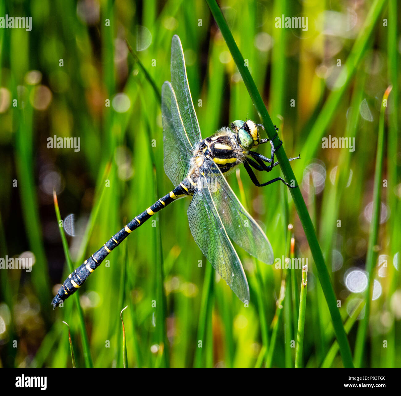 Golden dragonfly Cordulegaster boltonii - Hängend reed Stammzellen in einer Hochebene Stream auf Exmoor Somerset UK beringt Stockfoto