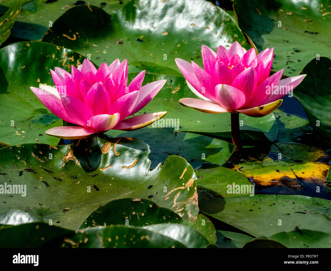 Tiefrosa Seerose Blüten und Blätter auf der Oberfläche der Wassergraben Teich an thursley Gemeinsame in Surrey, Großbritannien Stockfoto