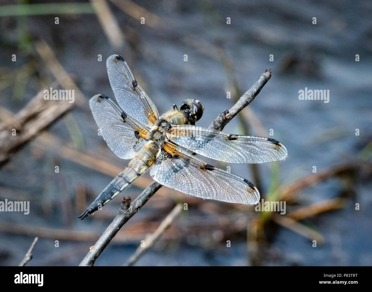Vier - spotted Chaser Libelle Libellula quadrimaculata auf eine bevorzugte Barsch über einen heathland pool Thursley Gemeinsame in Surrey, Großbritannien Stockfoto