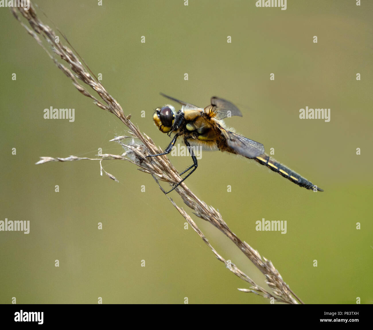 Erwachsene männliche Schwarze darter Sympetrum Danae in Ruhe an thursley Gemeinsame Surrey UK Stockfoto