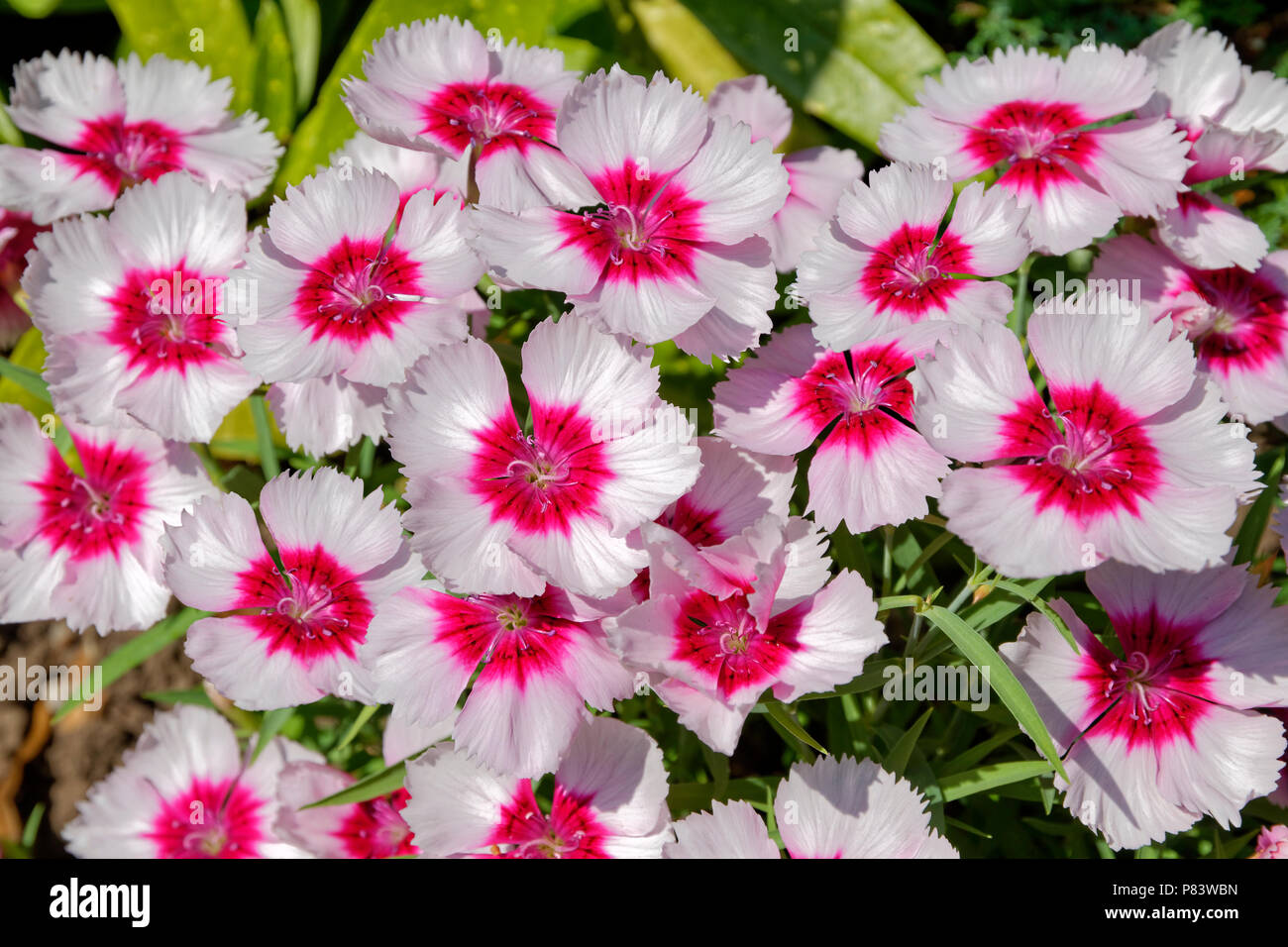 Pink Flower Group in der Klassifikation Dianthus. Stockfoto