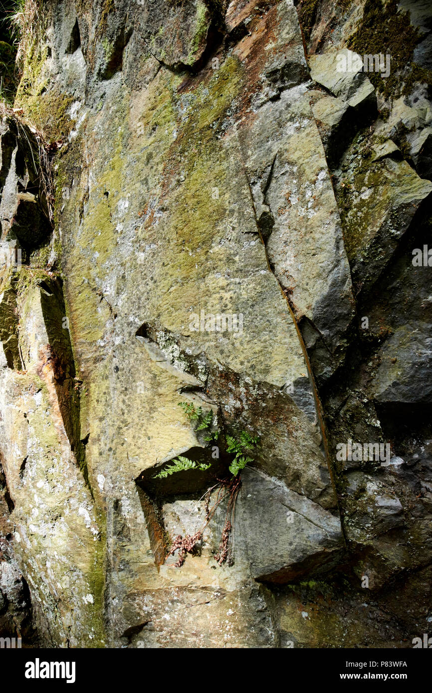 Farn wächst in Riss in vulkanischen Felsen ragen Teil der borrowdale vulkanischen Gruppe und Naturstein elterwater Lake District in Cumbria England Großbritannien Stockfoto