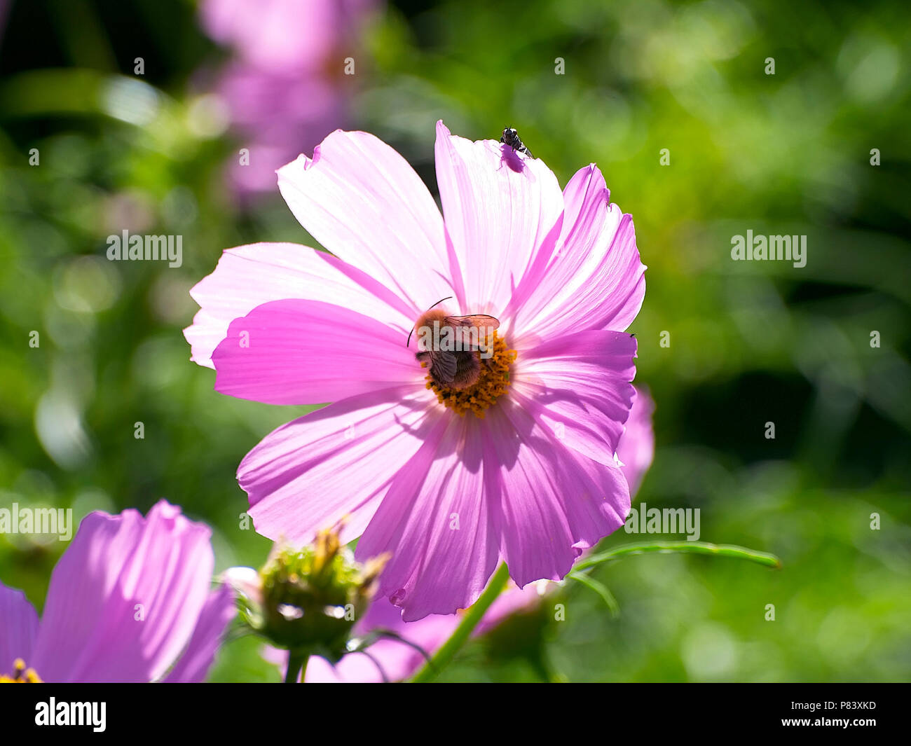 Honig Biene sammelt Nektar auf ein Kosmos blühen. Stockfoto