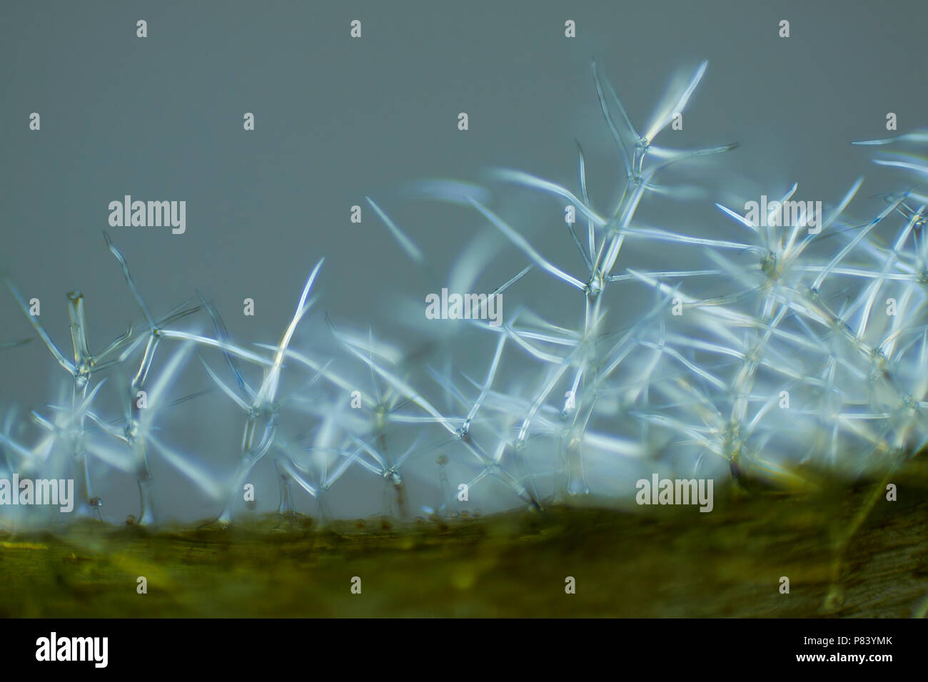 Mikroskopische Ansicht des Gemeinsamen Königskerze (molène thapsus) Trichome (Haare). Polarisiertes Licht, teilweise gekreuzten Polarisatoren. Stockfoto