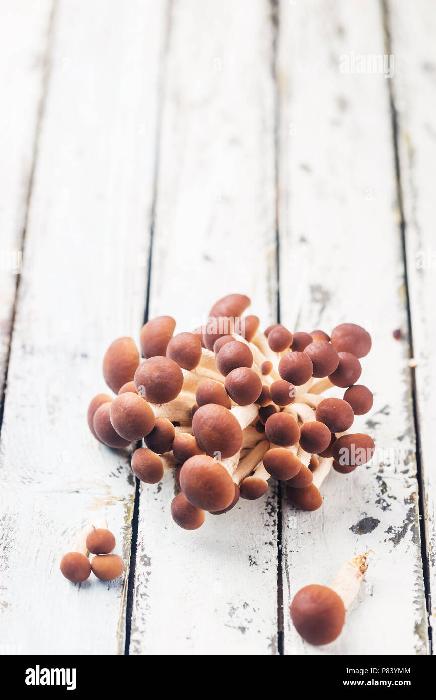 Agaric Honig Pilze Stockfoto