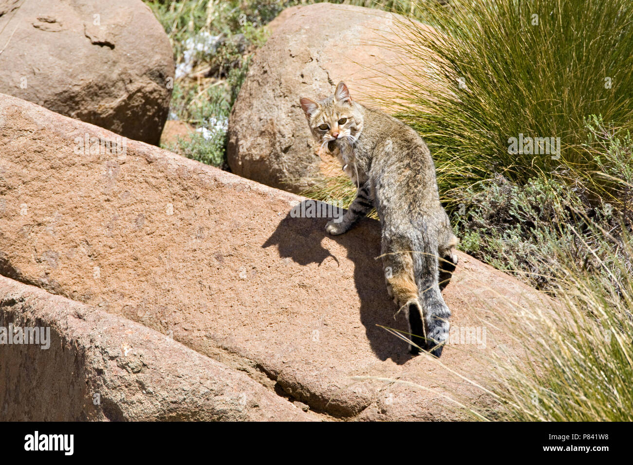 Afrikaanse Wilde Kat op een Rots; afrikanische Wildkatze unter den Felsen Stockfoto