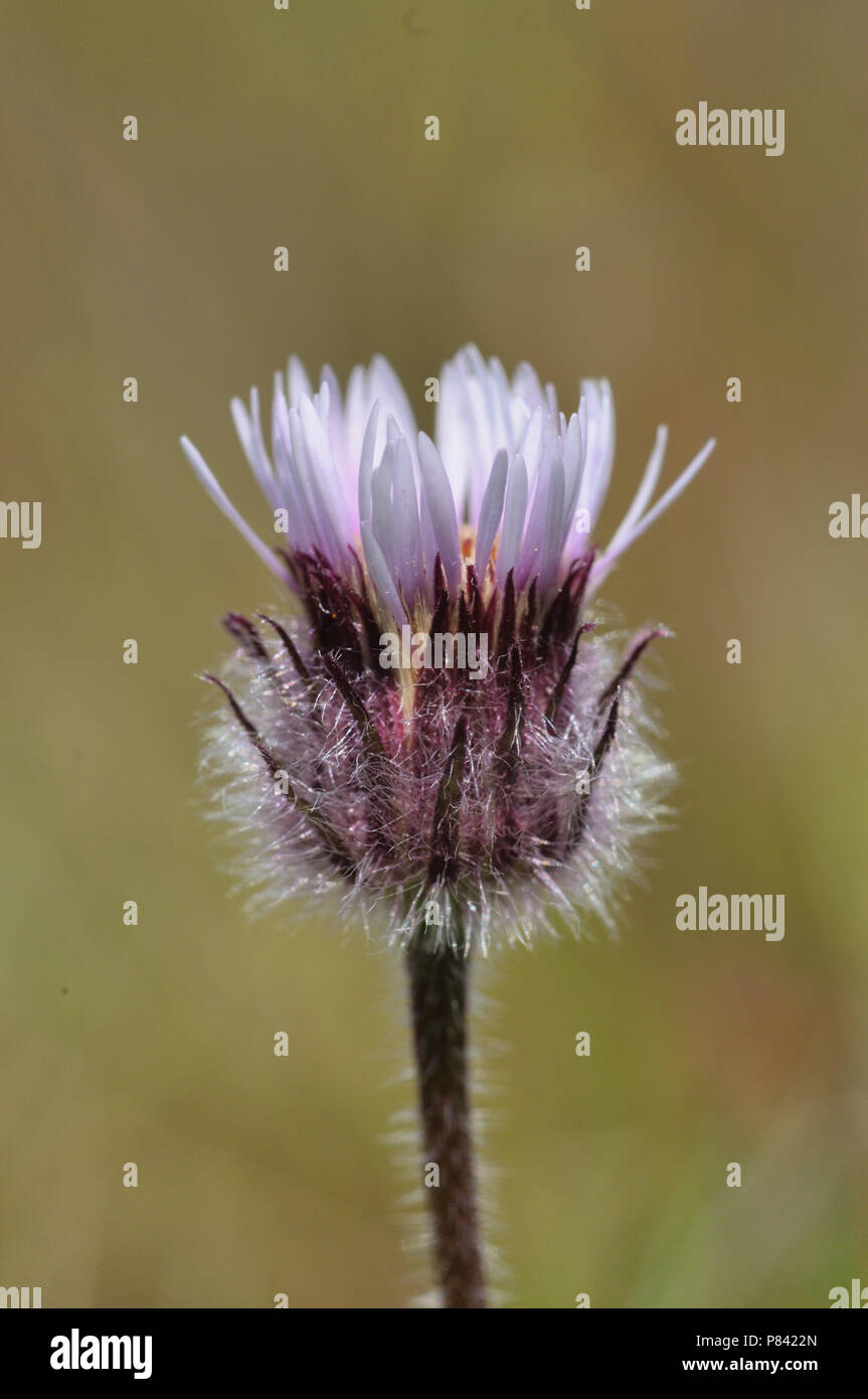 Niederländische Blumen Stockfoto