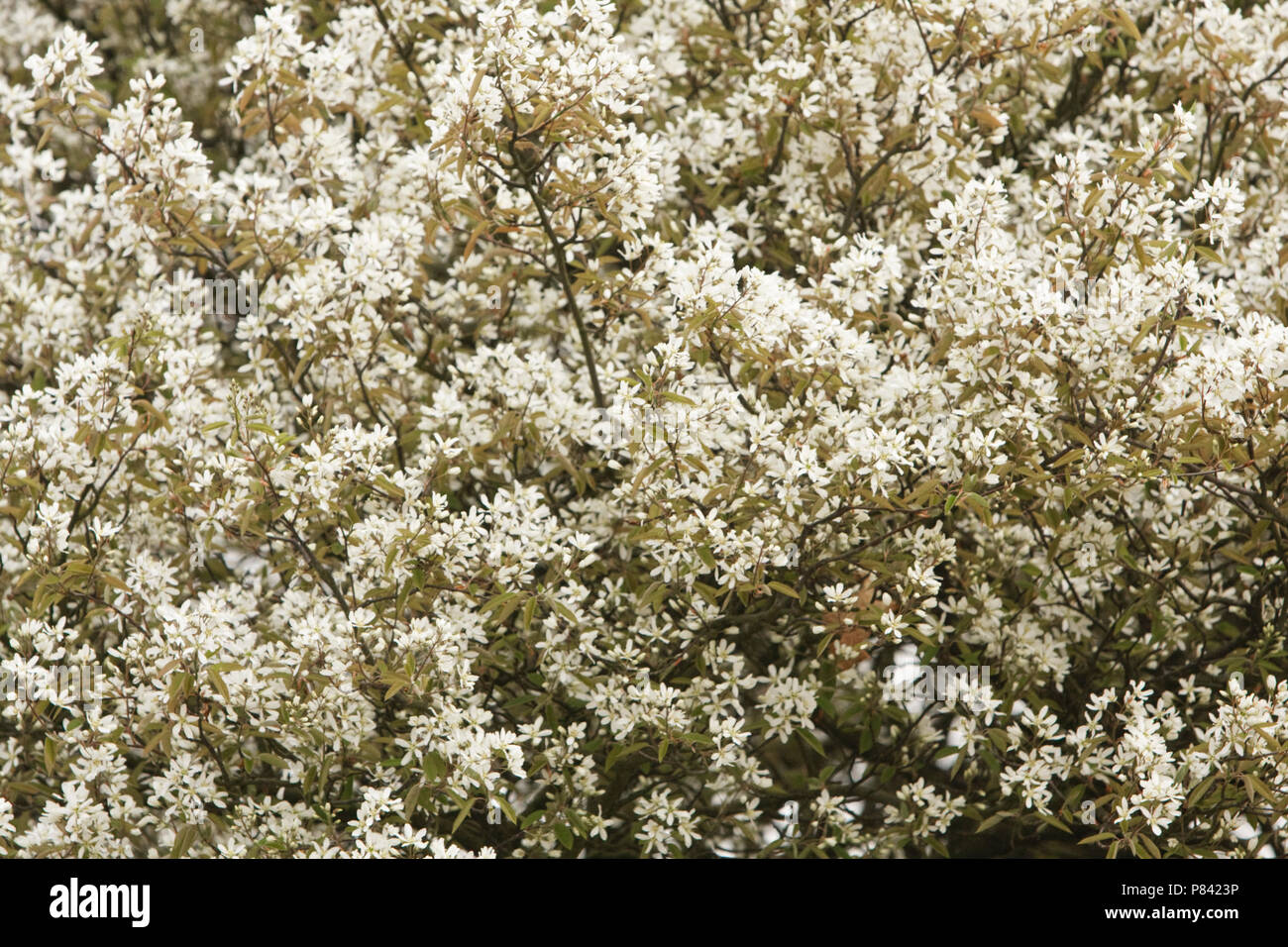 Closeup van bloeiende Krent Nederland, Nahaufnahme der Blüte Juneberry Niederlande Stockfoto