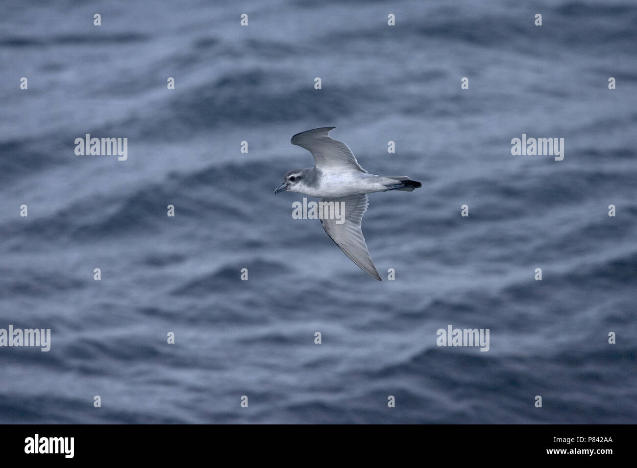 Antarktis Prion Fliegen über dem Meer; Antarctische Prion, Pachyptila desolata vliegend Boven zee Stockfoto