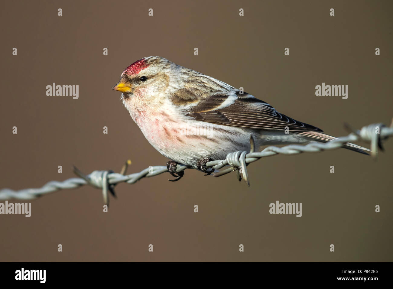 Coues 'Arctic Redpoll thront auf einem Draht in Arnheim, Niederlande. Februar 10, 2018. Stockfoto