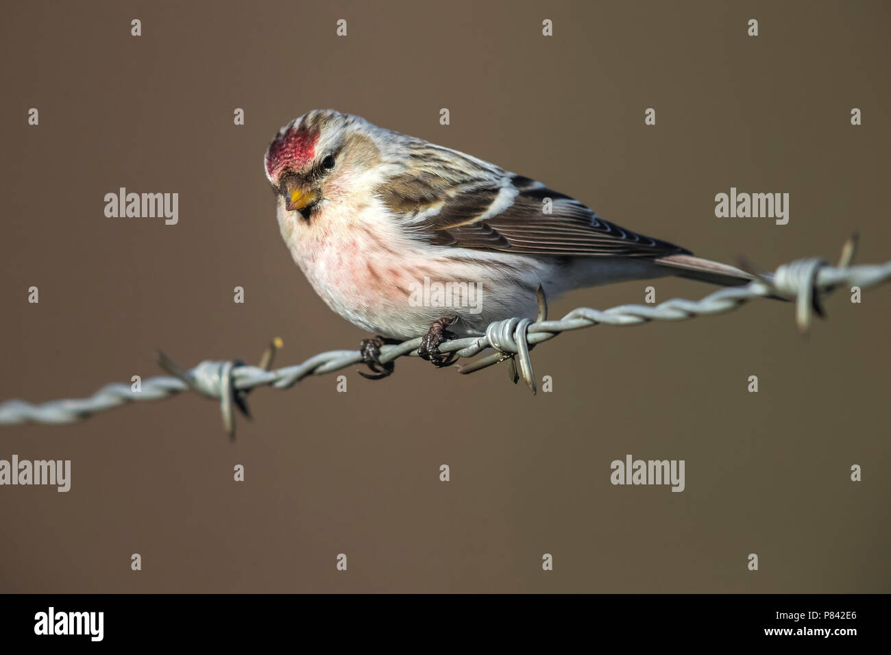 Coues 'Arctic Redpoll thront auf einem Draht in Arnheim, Niederlande. Februar 10, 2018. Stockfoto