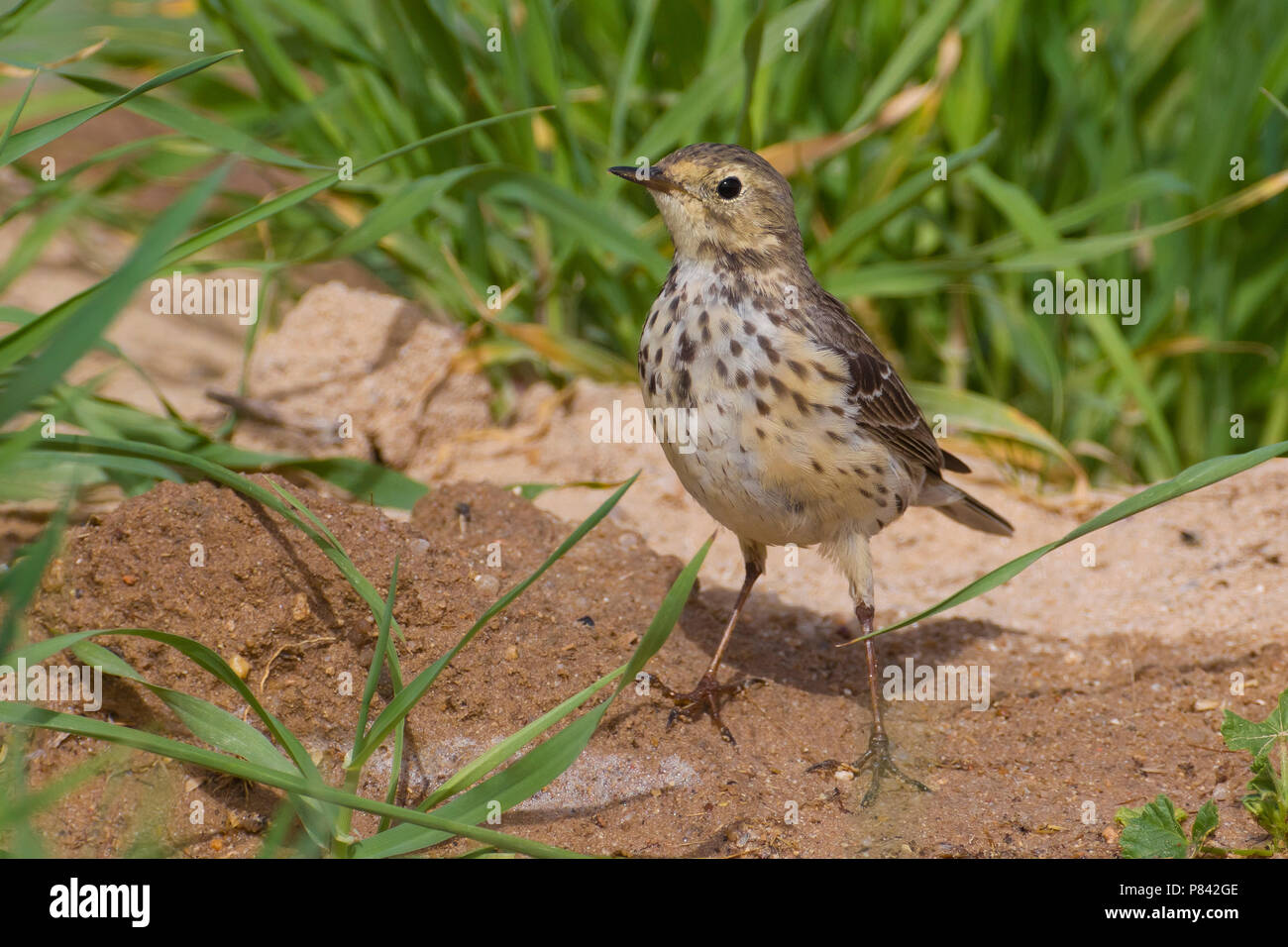 Spioncello siberiano; Spioncello del Pacifico; Buff-bellied Pieper; Anthus rubescens japonicus Stockfoto