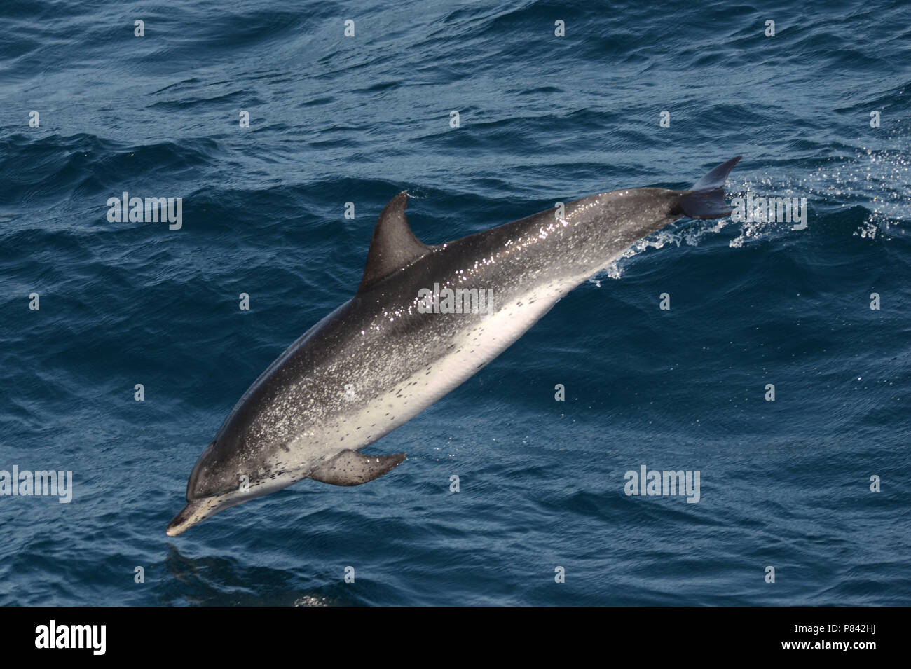 Atlantic Spotted Dolphin Stockfoto