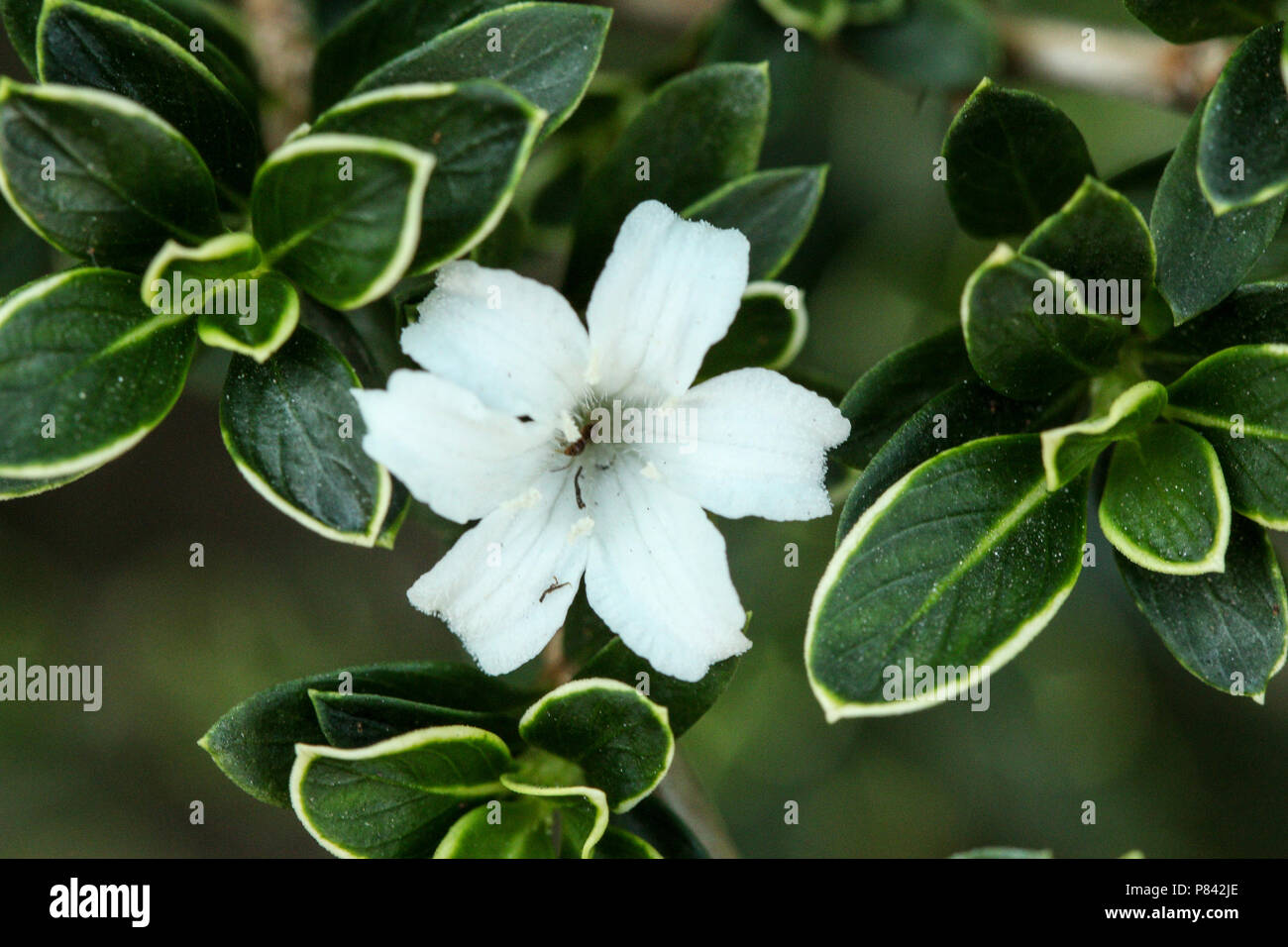 Kleine weiße Blume unter den grünen Blättern. Zierpflanzen brasilianische Garten Pflanze mit kleinen Blüten in der Mitte. Stockfoto