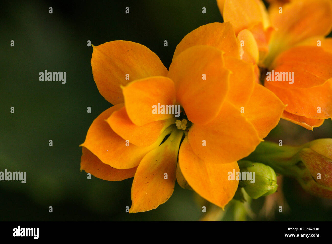 Zierpflanzen mit orangen Blüten mit gelbem Zentrum. Hintergrund verschwommen in grüner Farbe. Stockfoto