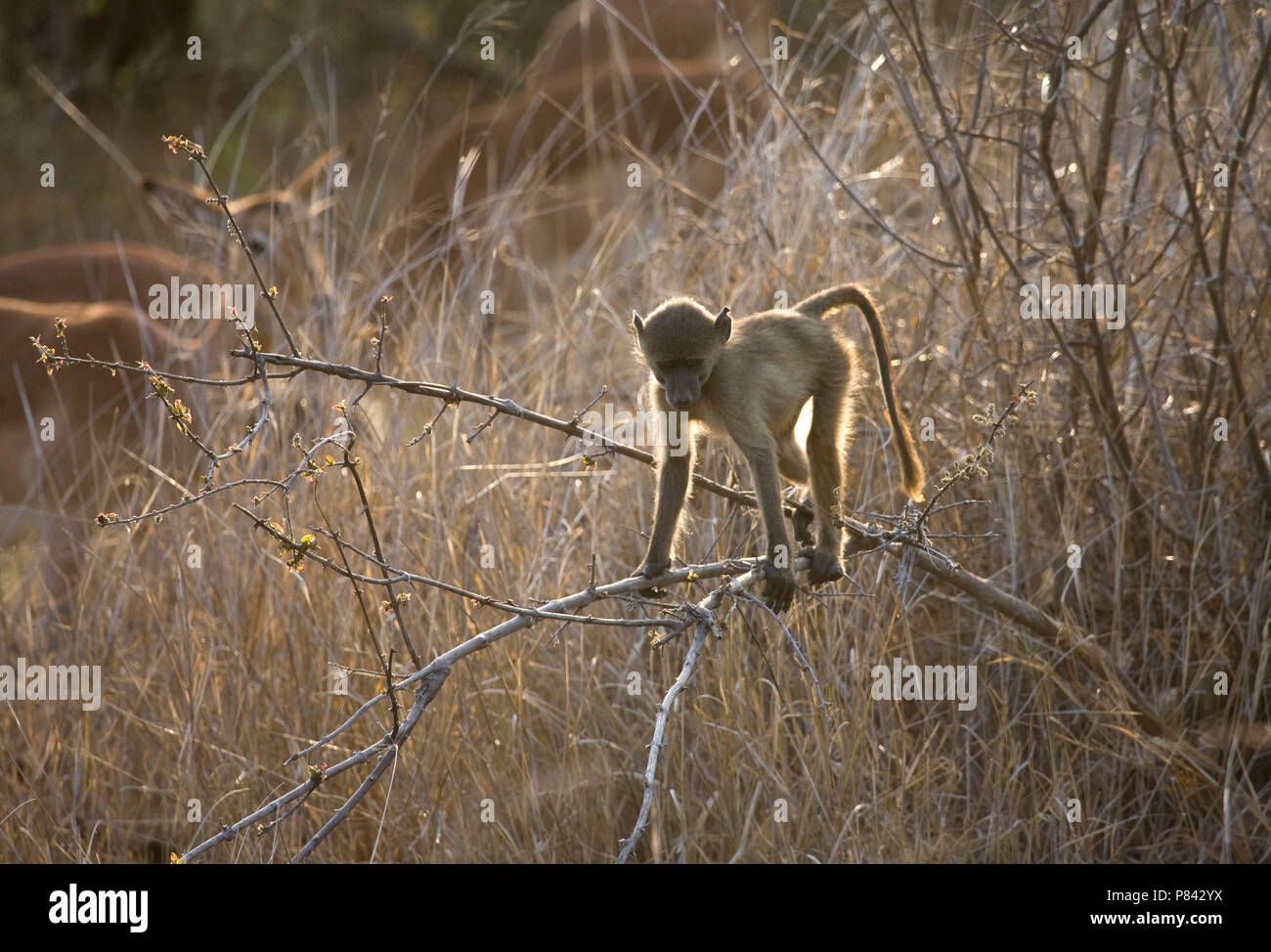 Jonge Beerbaviaan; junge Chacma Baboon Stockfoto