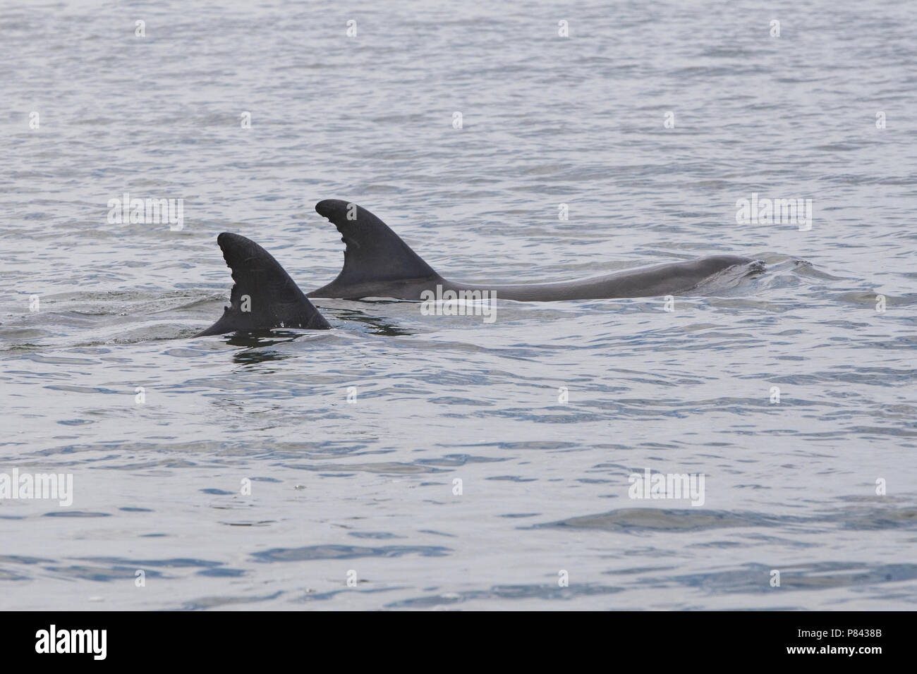 Twee Tuimelaars bij de Kust van Walvisbaai Namibie, zwei Gemeinsame Tümmler nahe der Küste von walvisbaai Namibia Stockfoto