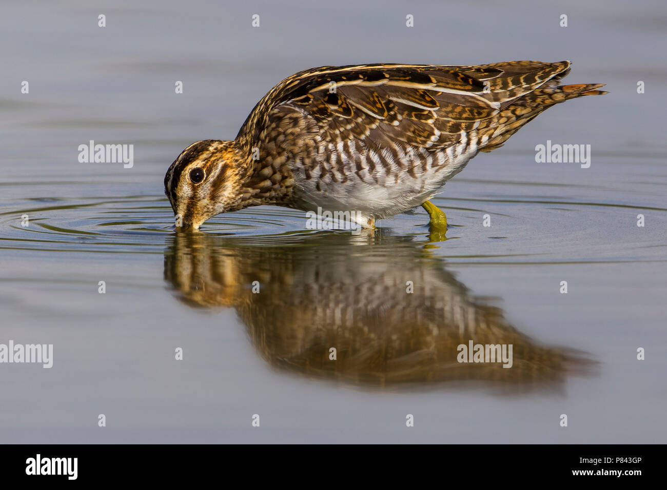 Beccaccino; Bekassine Gallinago gallinago; Stockfoto