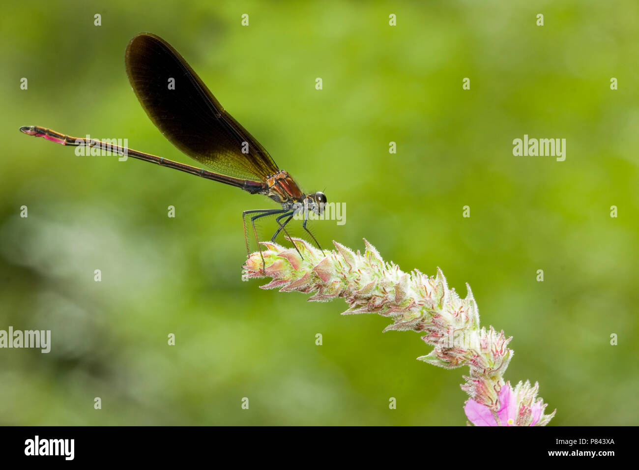 Koperen Beekjuffer; Kupfer Demoiselle Stockfoto