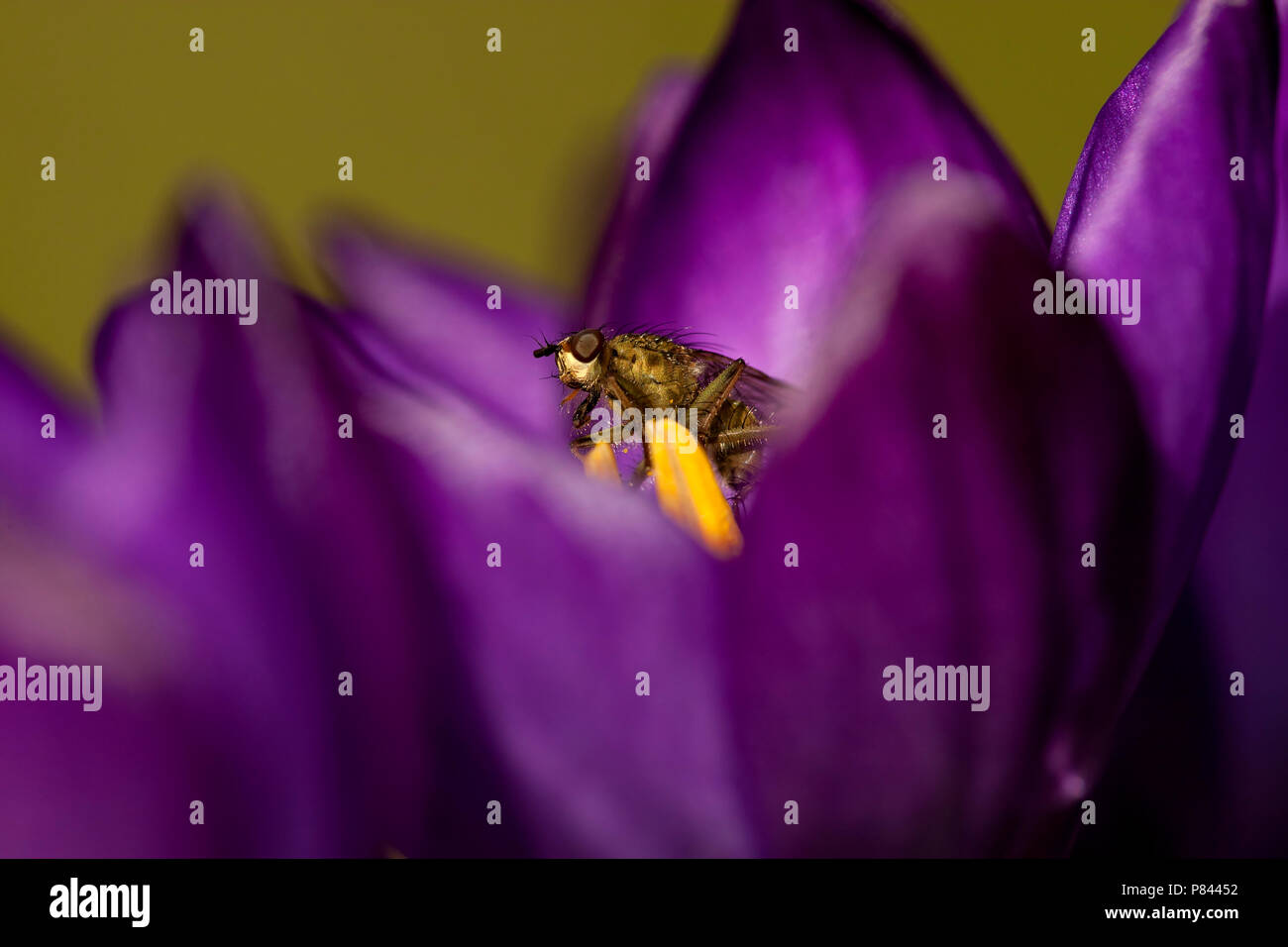 Close-up van bloeiende Bonte Krokus met vliegje, Nahaufnahme der Blüte Frühling Krokusse mit Fly Stockfoto
