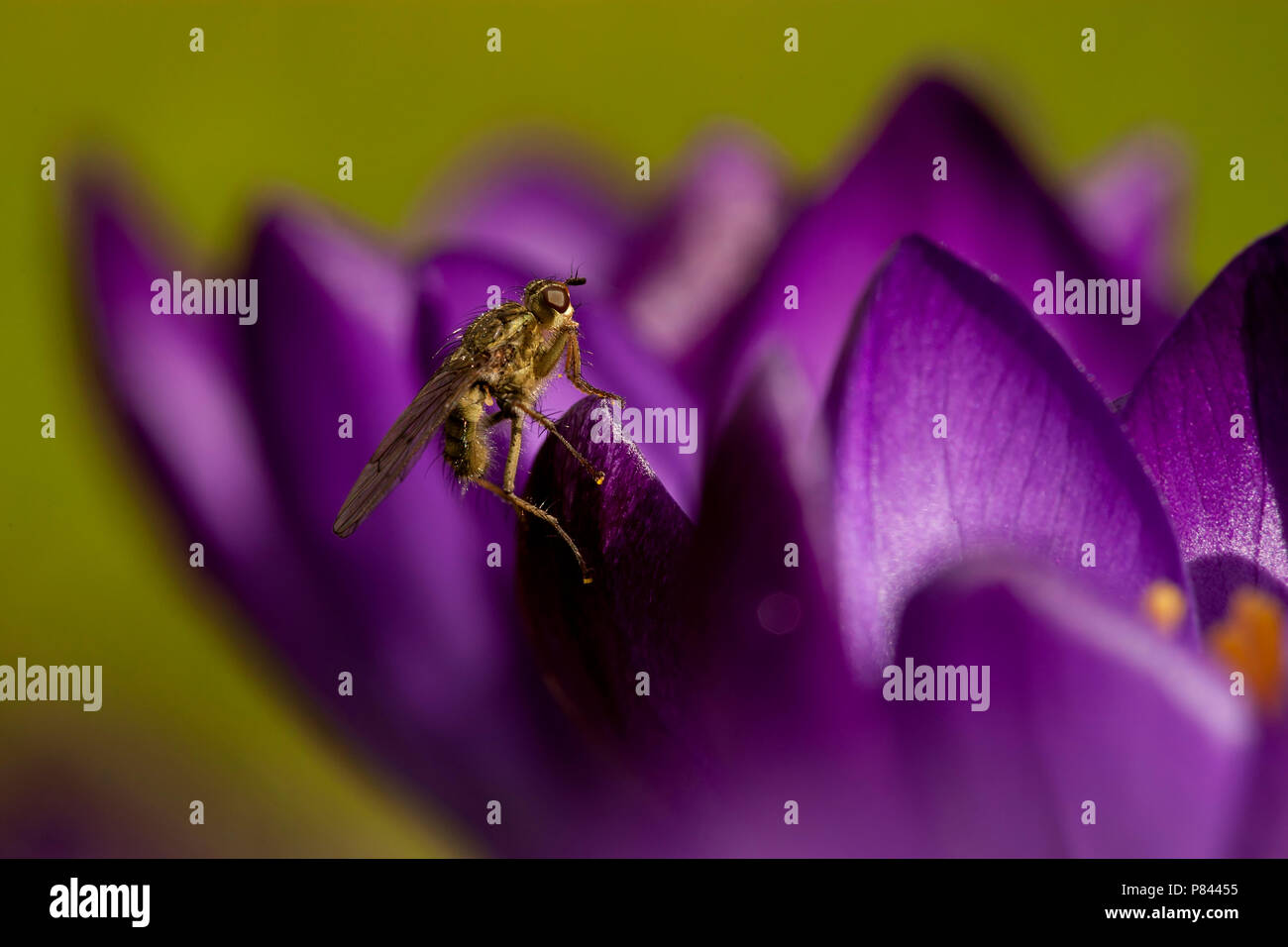 Close-up van bloeiende Bonte Krokus met vliegje, Nahaufnahme der Blüte Frühling Krokusse mit Fly Stockfoto