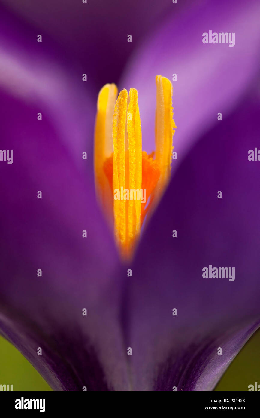 Close-up van de meeldraden van een Bonte Krokus, Nahaufnahme der Blüte Frühling crocus Stockfoto