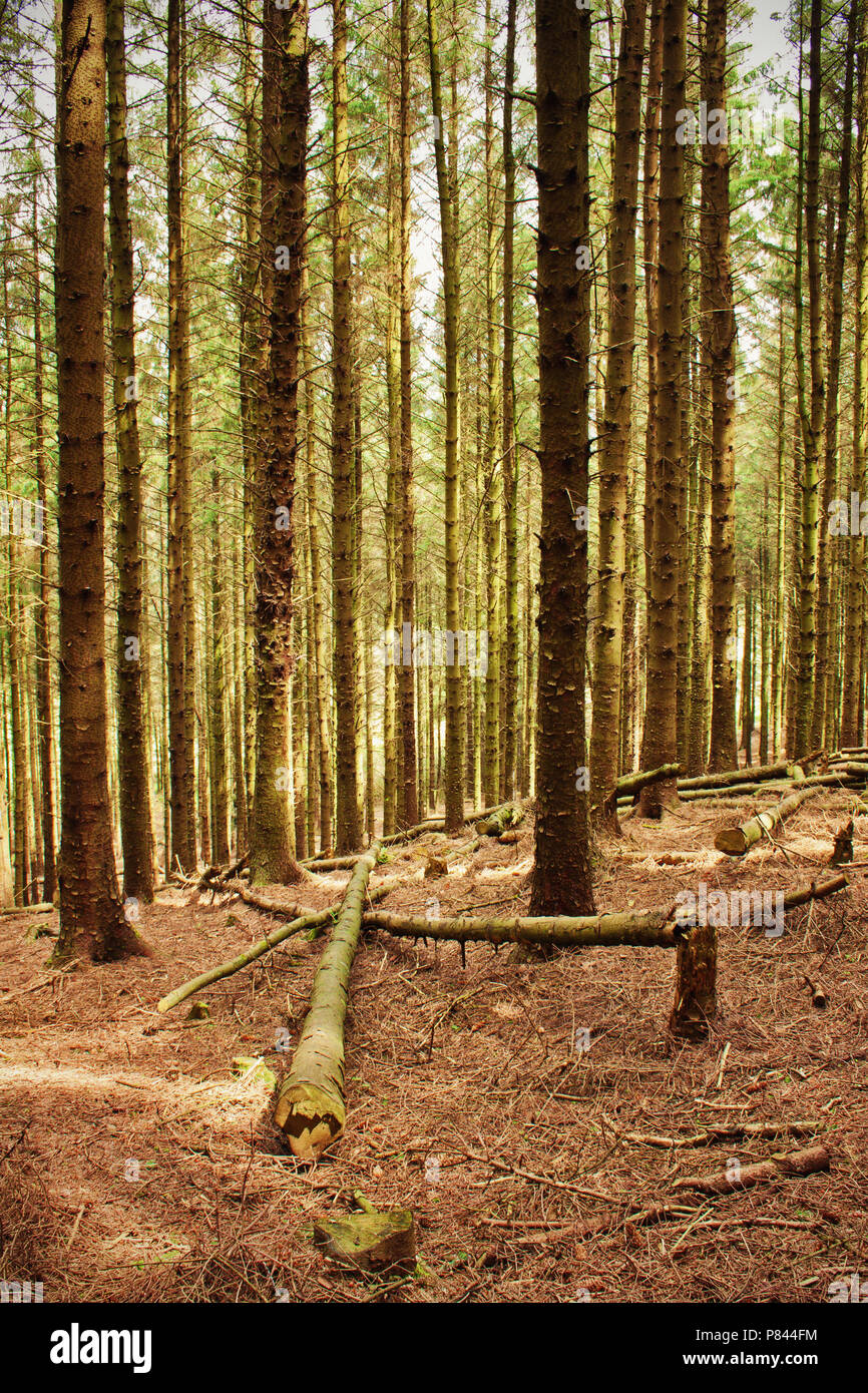 Wind - beschädigte Bäume bieten eine andere Vordergrund in den Wald am Beacon fiel Country Park, Lancashire Stockfoto