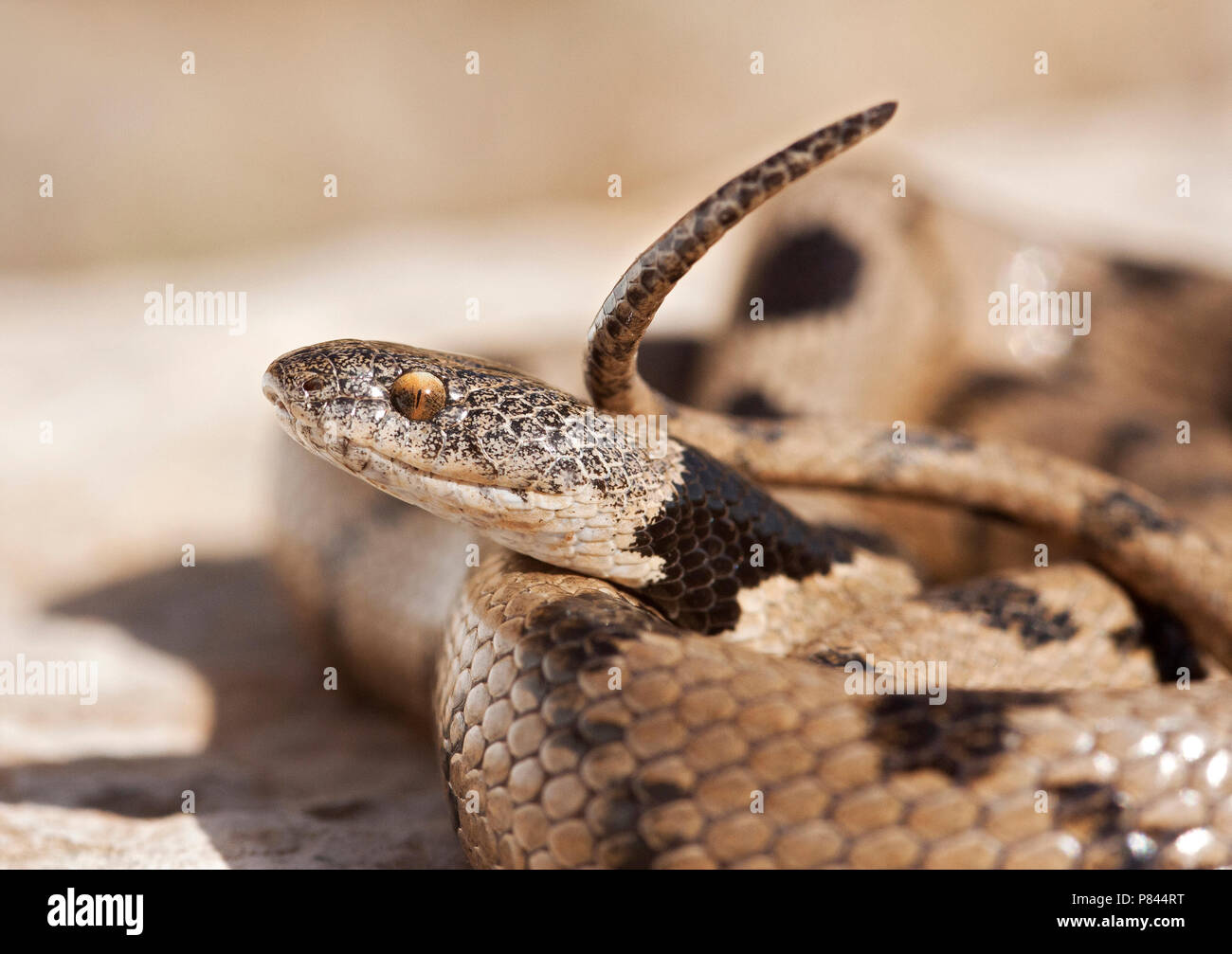 Katslang ; Europäische Catsnake Stockfoto