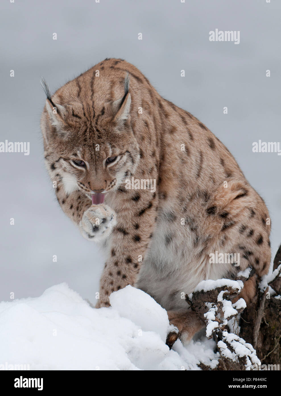 Europese Lynx in de sneeuw; Eurasischen Luchs im Schnee Stockfoto