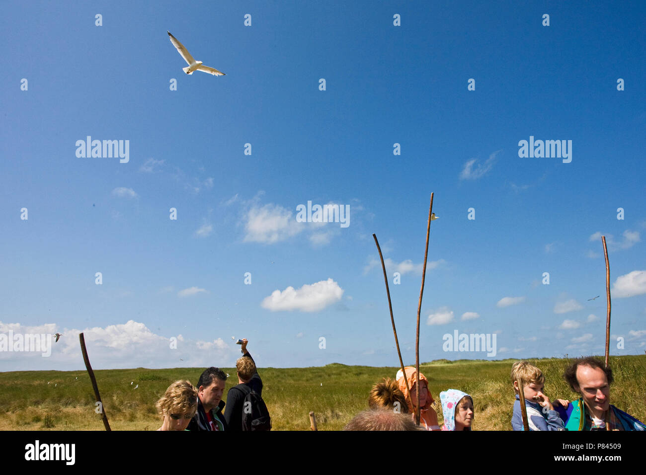 Excursie naar meeuwenkolonie op Texel; Exkursion Kolonie auf Texel zu Möwe Stockfoto