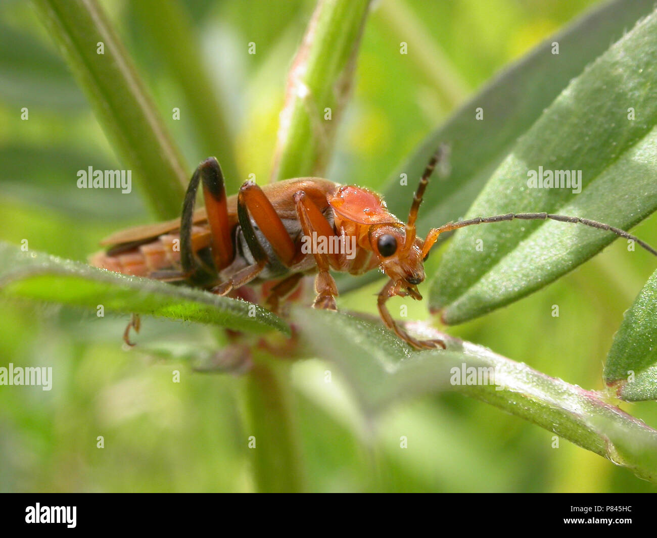 Geel soldaatje, Soldat Käfer, Cantharis livida Stockfoto