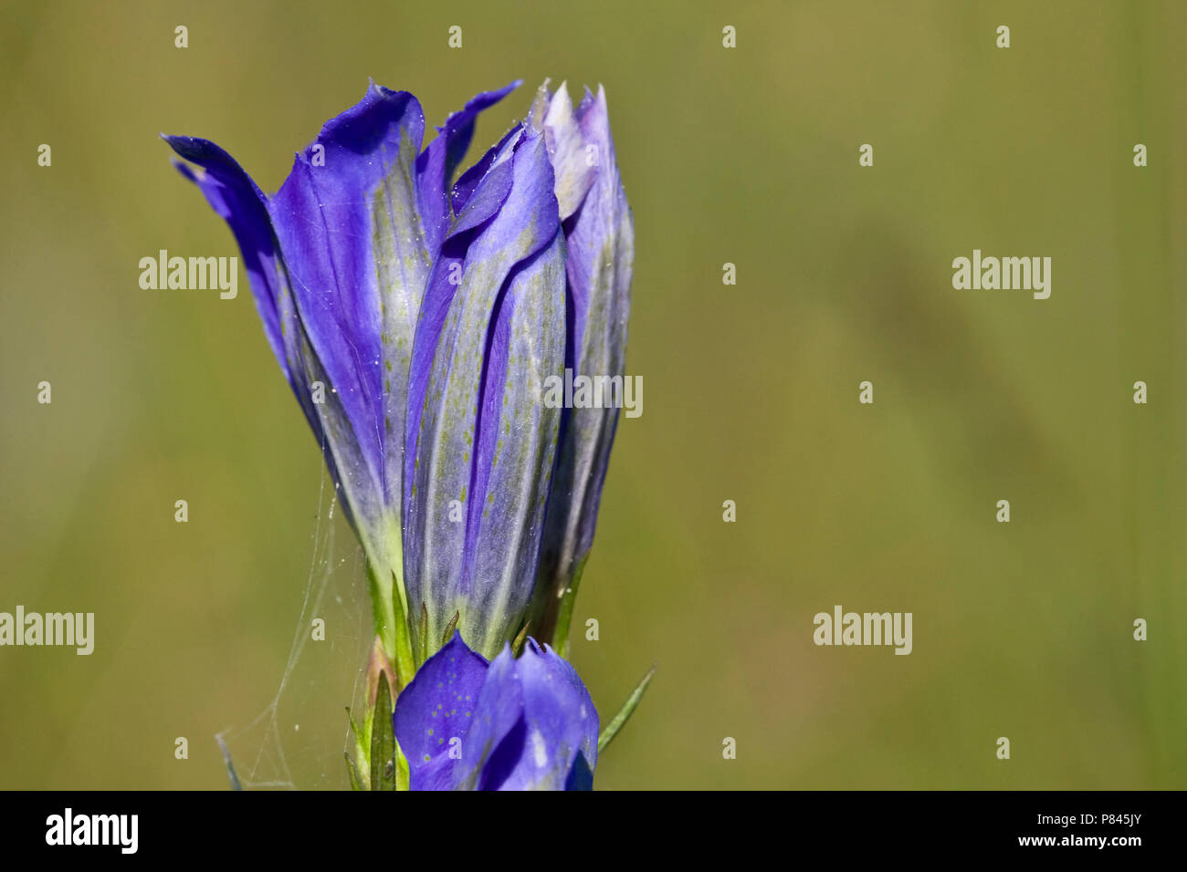 Klokjesgentiaan bloeiend, Marsh Enzian Blüte Stockfoto
