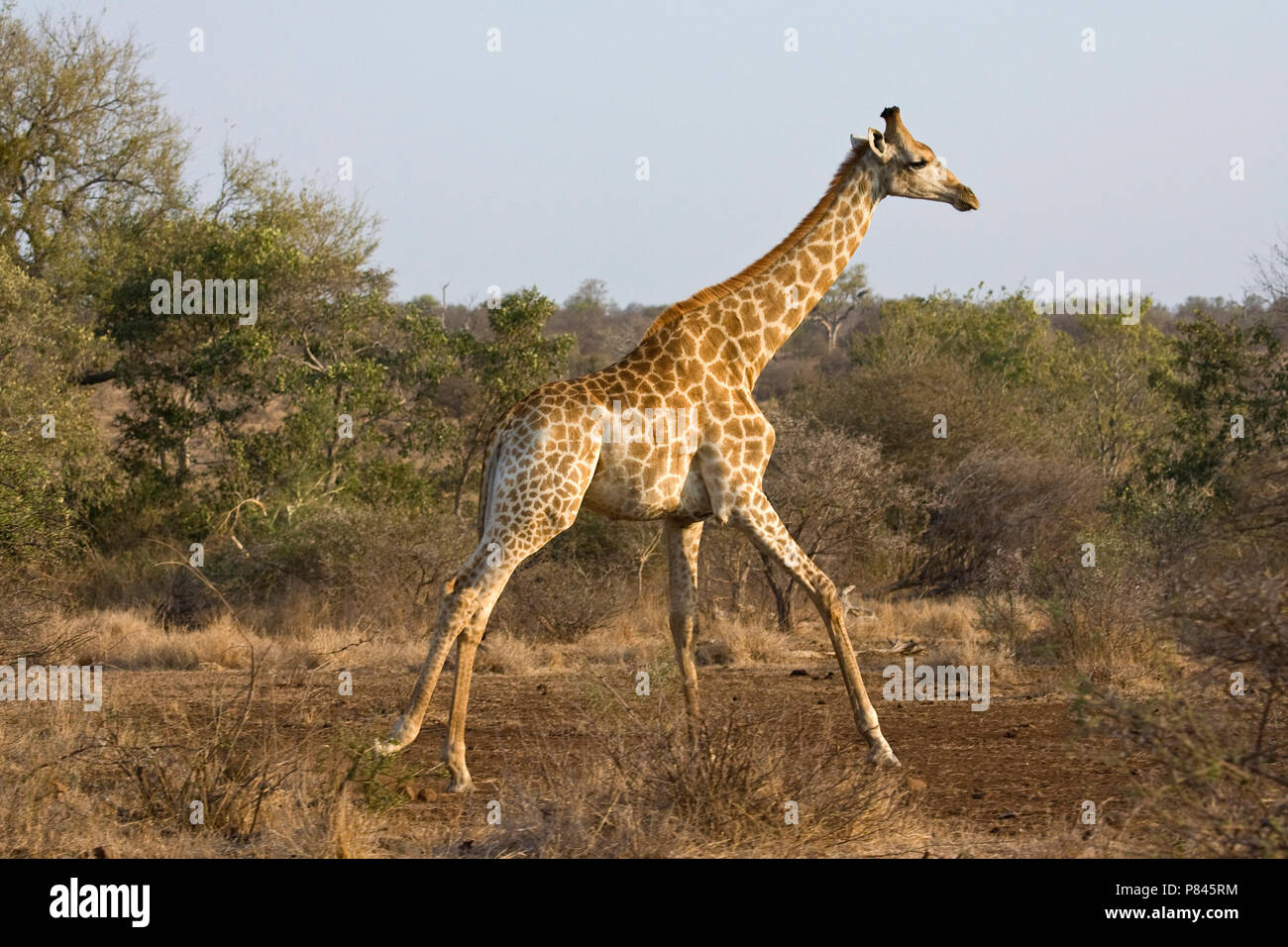Rennende Giraffe; laufende Giraffe Stockfoto