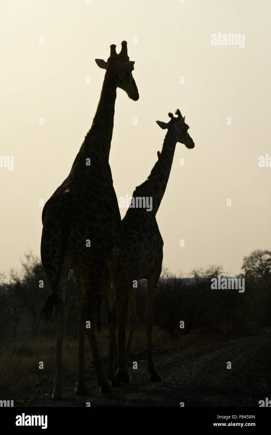 Giraffe silhouet; Giraffe silhouet Stockfoto