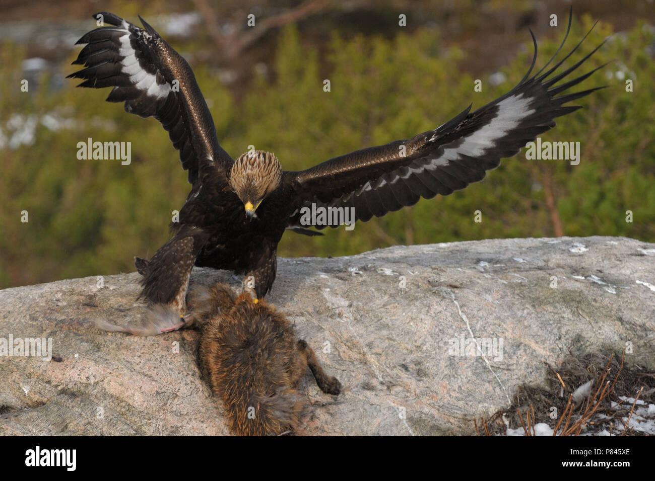 Goldener Adler mit Beute Stockfoto