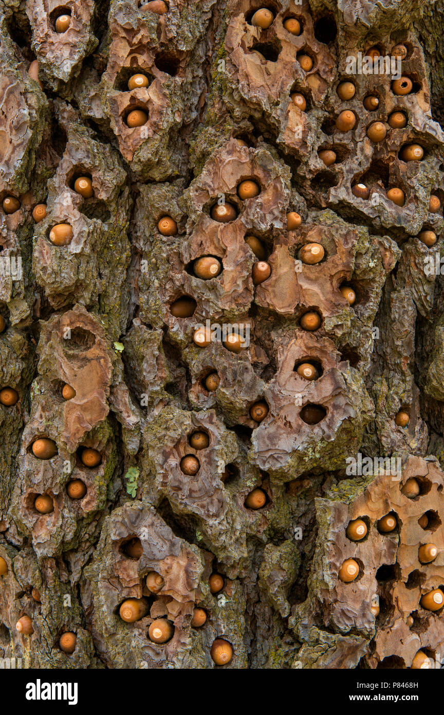 Stash der Acorn Specht (Melanerpes formicivorus), Ponderosa Pine, Acorn Ranch, Yorkville, Mendocino County, Kalifornien Stockfoto