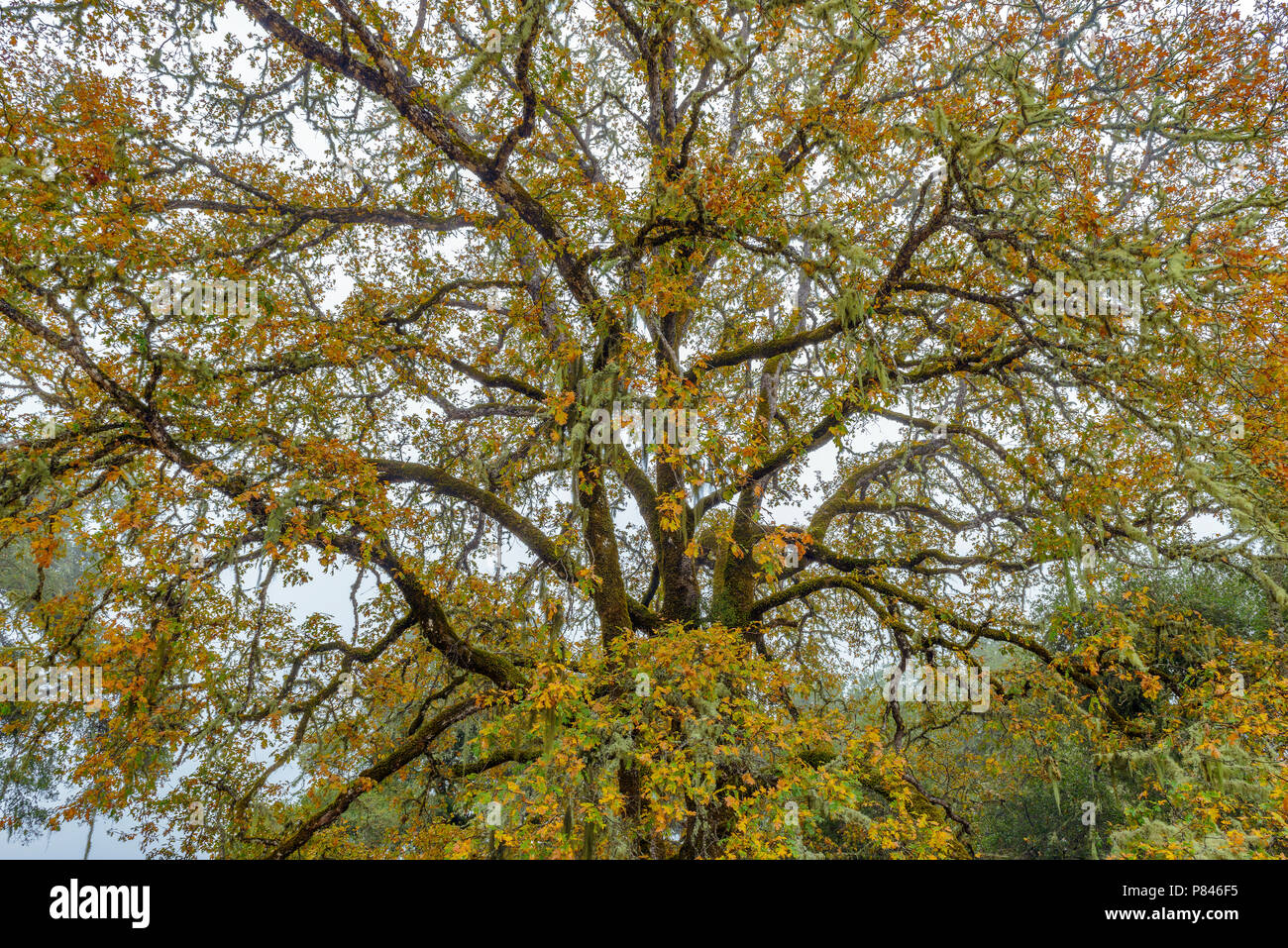 Morgennebel, Tal, Eiche Quercus lobata, Acorn Ranch, Yorkville, Mendocino County, Kalifornien Stockfoto