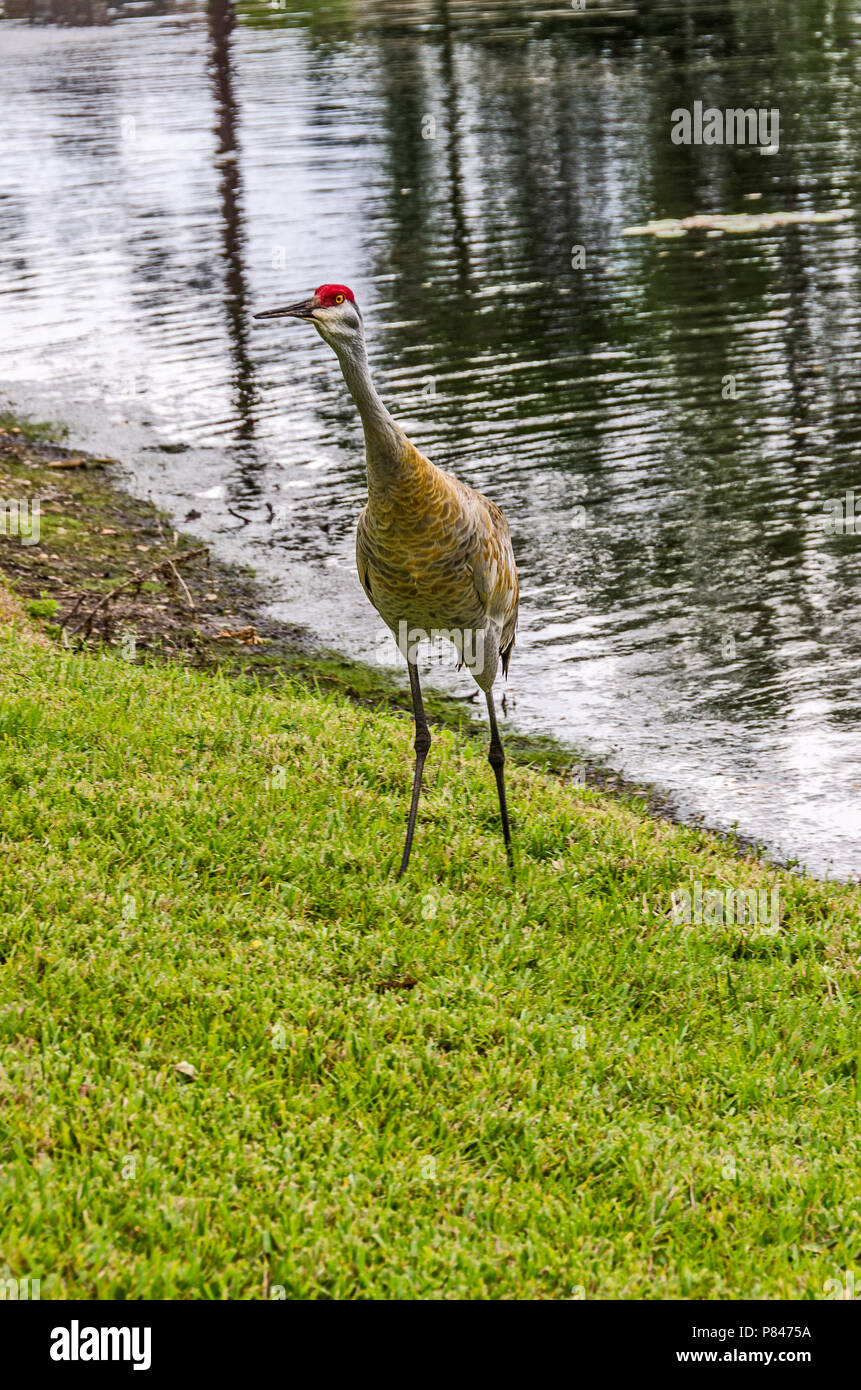 Sandhills Kran (Antigone canadensis) am Rande eines Sees in Florida Stockfoto