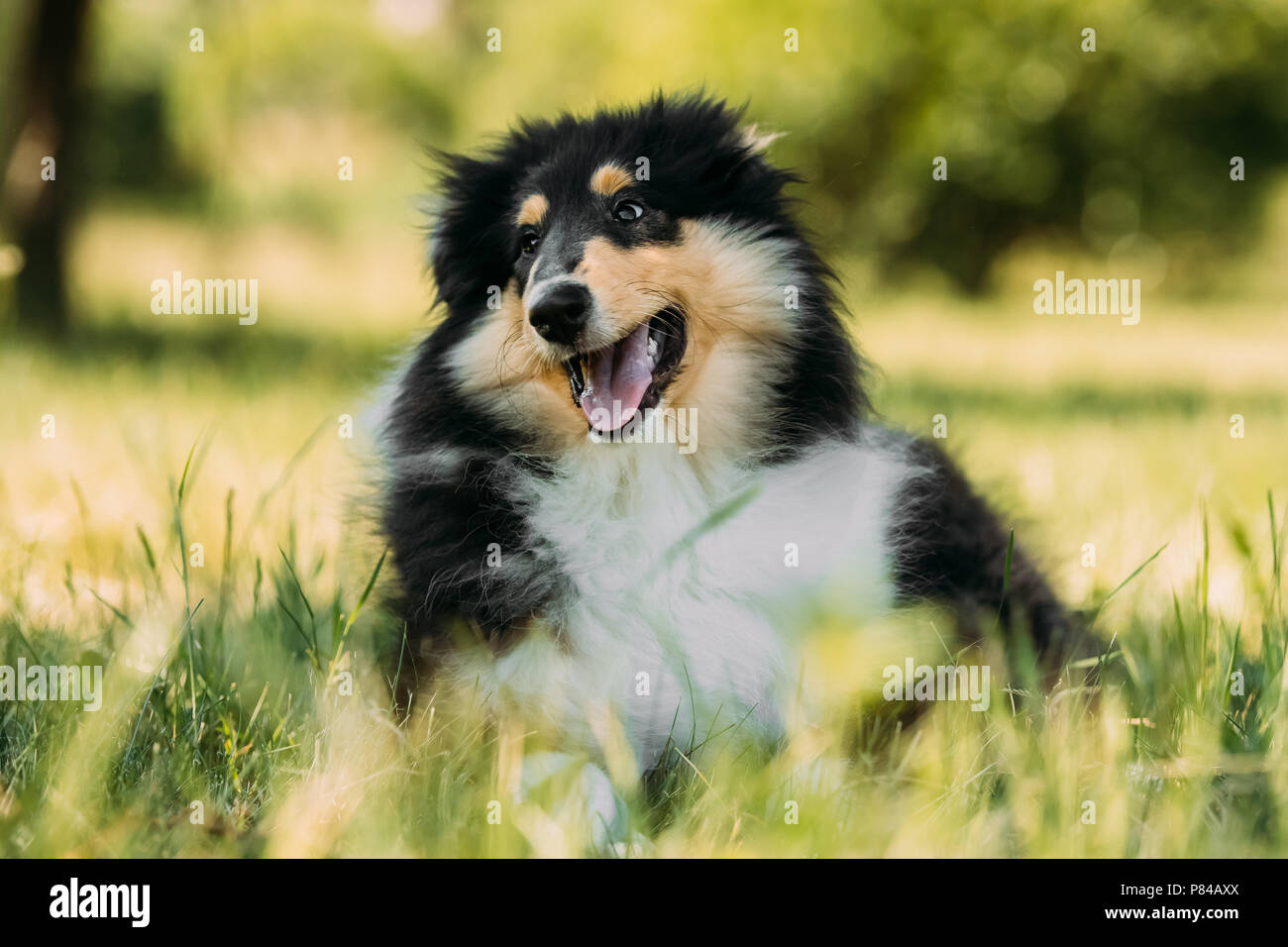 Tricolor Rough Collie Welpe, lustig Scottish Collie, Collie Long-Haired, Englischer Collie, Lassie Hund Spielen im grünen Gras Stockfoto
